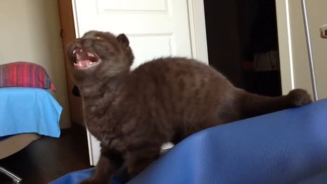Котёнок разговаривает / Talking scottish fold kitten