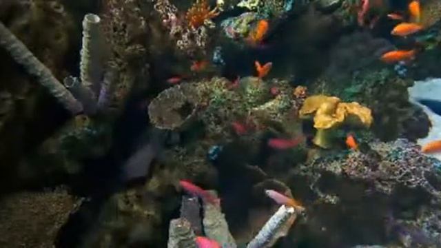 fish 608
