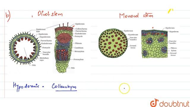 Draw illustrations to bring out anatomical difference between(a) Monocot root and dicot root (b)...