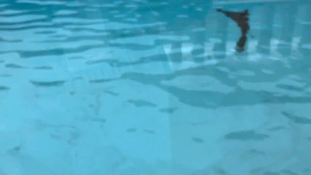 Морские котики