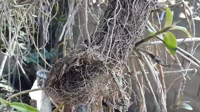Dendrobium orchid in Thailand กล้วยไม้ป่าพันธุ์แท้เลี้ยงง่าย :เอื้องสายล่องแล่ง Dendrobium aphyllum