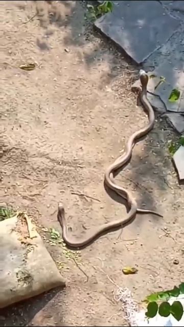 Snake loving 🐍🐍 #snake #short #shorts #animal #viral #wildlife #fishing #status