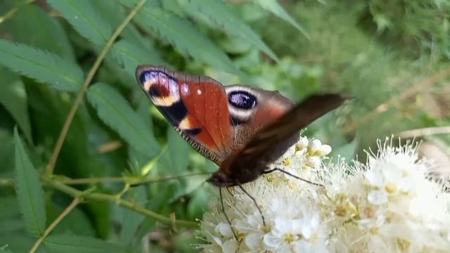 Ogród - Tawlina jarzębolistna , motyle i inne owady.🦋🦋🦋krzewy#przyroda#motyl#owad.