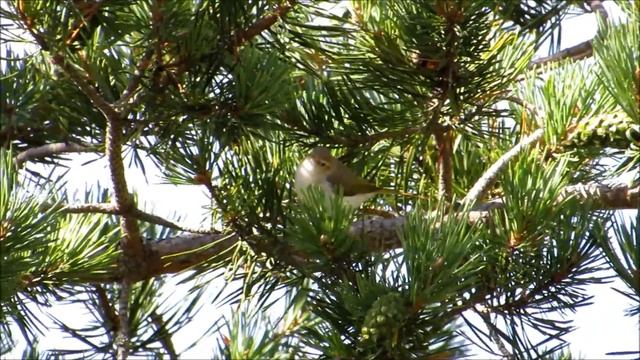 Felosa-de-bonelli (Phylloscopus bonelli) - Vale do Rossim, Serra da Estrela 2014
