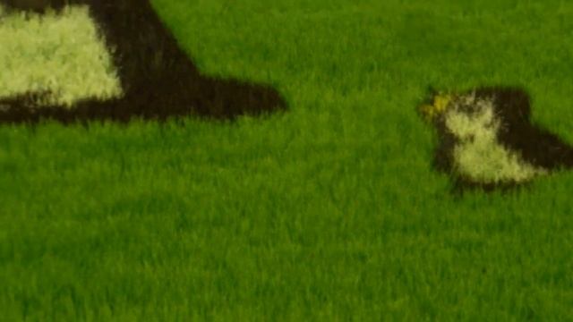 Rice Field Art in Japan!
