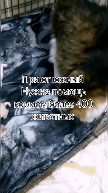 приют южный T.me/catdogug 400 хвостиков