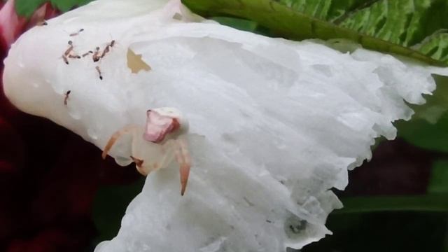 Thomisus Spider on Crepe-ginger (Cheilocostus speciosus) Flower