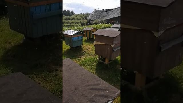 Пчелы родятся