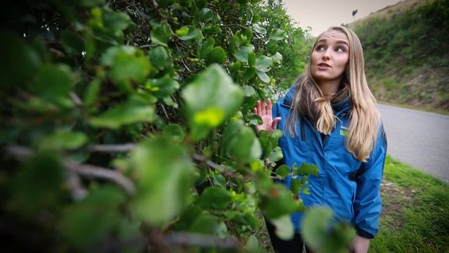 Get involved in the Backyard Mistletoe Project