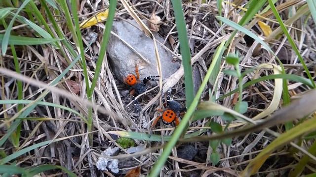 Genus Eresus - (Valsugana/Pinè - TN) - 06 maggio 2018