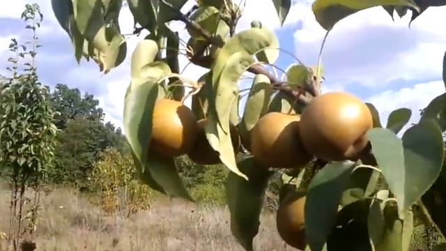 Asian pear is almost ready