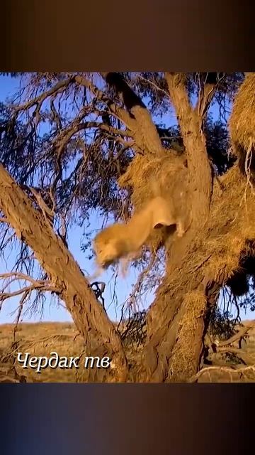 The lion takes the leopard's prey, the jackals are always nearby.