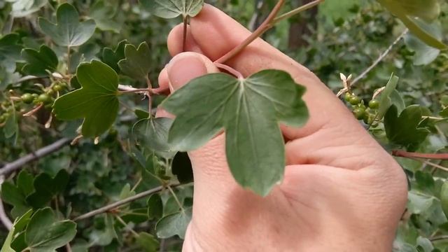 Identifying a Currant Bush (Ribes Aureum)