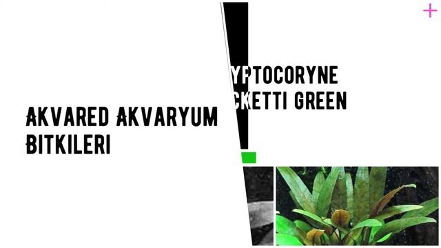 Akvared Akvaryum Bitkileri - Cryptocoryne becketti green