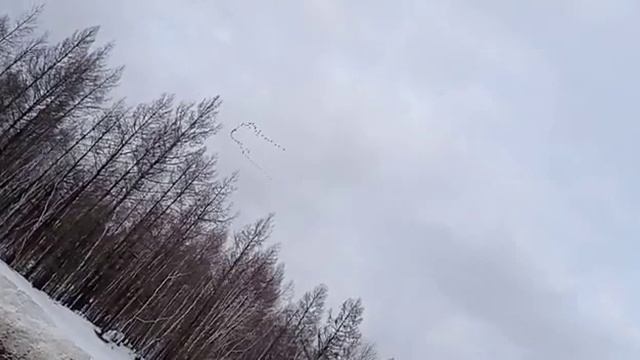 Гусиный клин в Мегино-Кангаласском районе