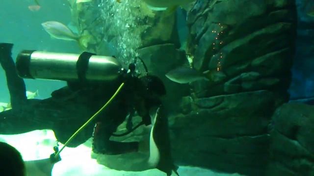 Stingray waves and smiles at people