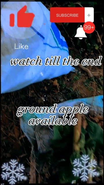 ground apple (yacon plant for sale) ground apple in nepali #yaconplant #shorts #vairal