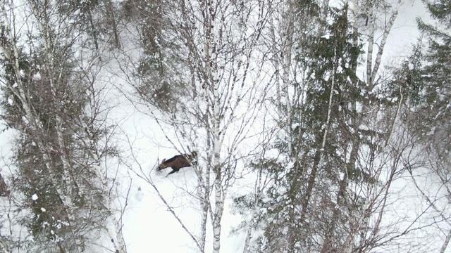 Лось за обедом