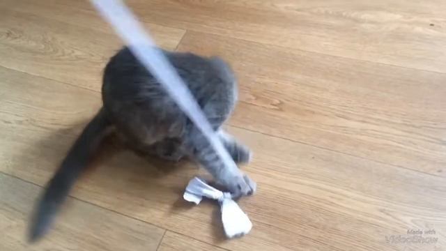 Моё утро.Утро кошки.
