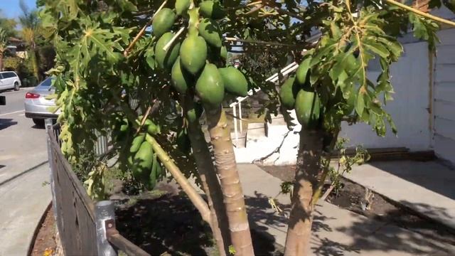 Northern California Papaya
