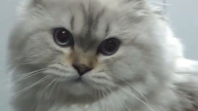 Клип №0045 - выставка кошек PCA online