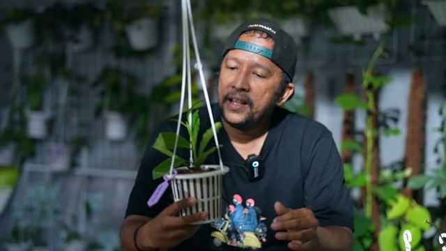 REVIEW 20 HOYA SUMATERA | TANAMAN HIAS DENGAN JENIS PALING BANYAK DI DUNIA
