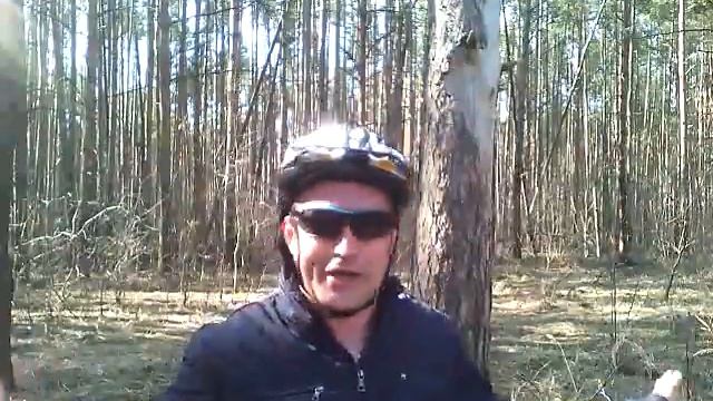Соснопад в лесу