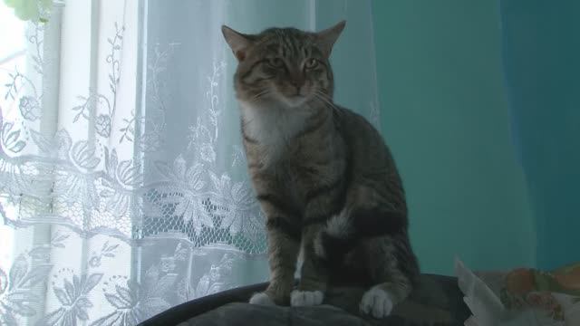 И ГЕРАНЬ НА ОКНЕ