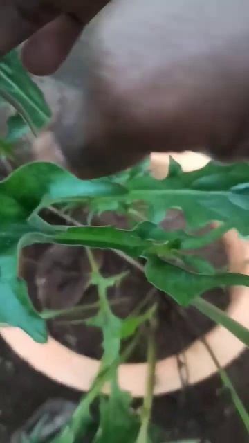 GERBER SEEDS 🌱 EASY TO GROW