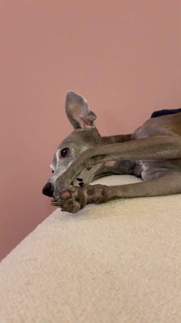 게으른 송이브 #italiangreyhound