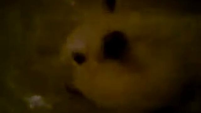 голодный хомяк