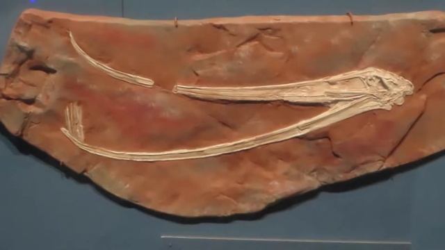 Mole rat-baleen whale-flamingo-pterosaur