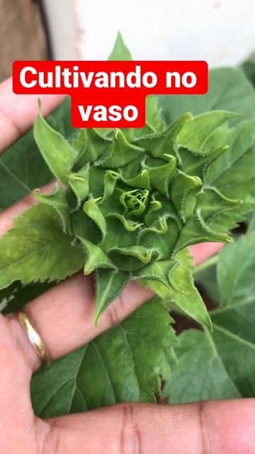 #viral Abóbora Tortuga no vaso #viral #garden #organic