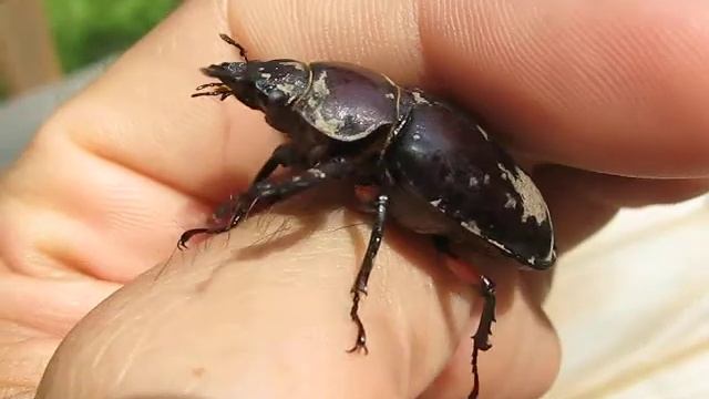 female stag beetle