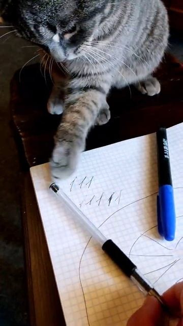 Готовимся к Школе📖🖋😹 Озвучка. Смешные кошки 😂😹короткий прикол#shorts