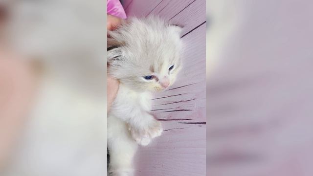 Гиперласковый малыш манчкин Зефир 🥰
https://vk.com/okcats_40
Inst: @okcats_40