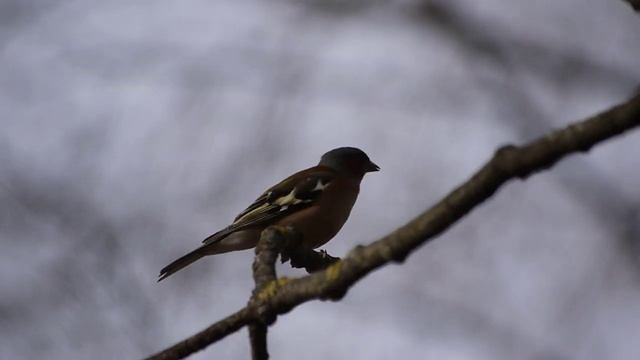 Солирует зяблик. 10 апреля 2024 г.
