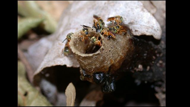 Collecting longhorn beetles 🇧🇴 Bolivia | v39