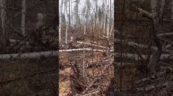 Добыли добротного медведя. Охота на медведы с лайкой.