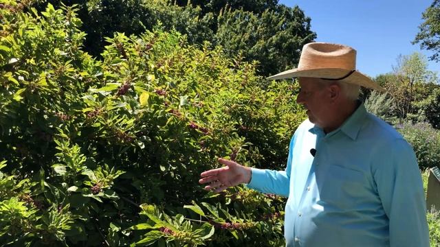 Plants With Dave: American Beautyberry