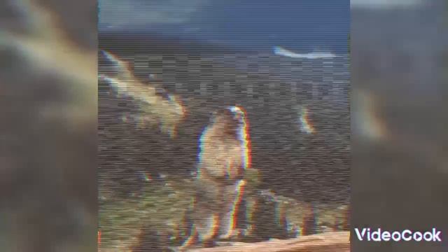 👁️👄👁️