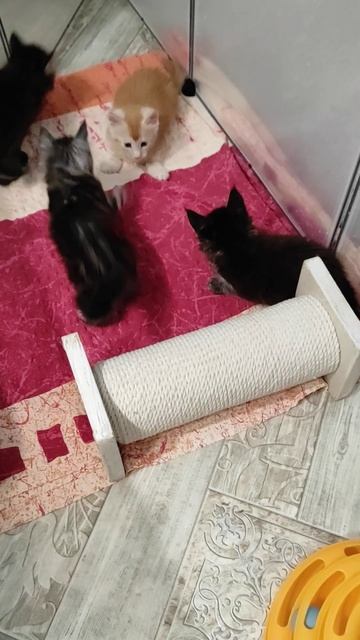 Котята мейн-кун, 23.11.22г.р #котята