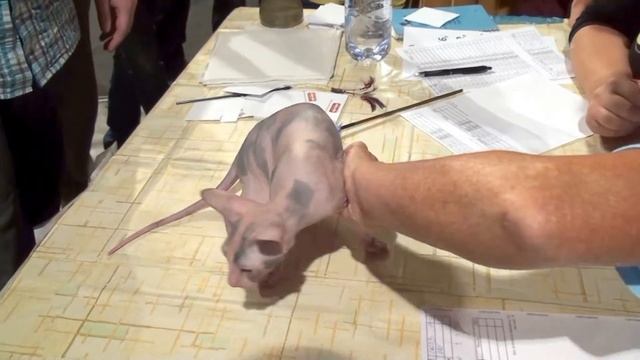 Don Sphynx:  international Cat Show Bratislava (August 2010) II