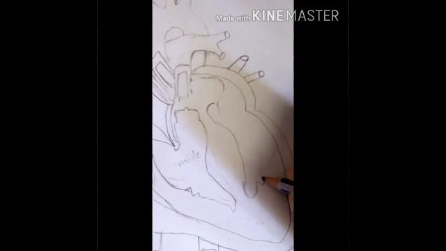 HOW TO DRAW A COLOURED HUMAN HEART EASILY!! [CLASS 7 NCERT DIAGRAM]