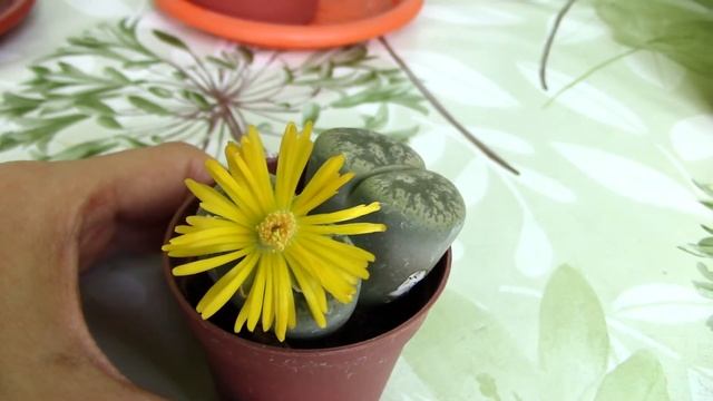 Lithops plant in bloom