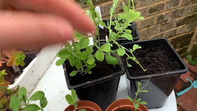 Seminare e prendersi cura dei "Sweet Peas"- Piselli Odorosi