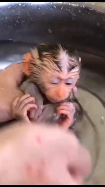 Monkey's bath time #shorts #monkey #cute