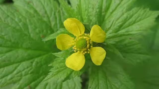 Large Leaf Avens