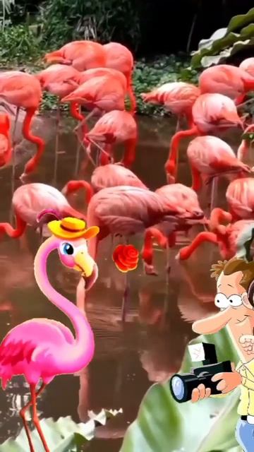 Flamingo funny short#shorts  video Take off, take off me, photographer#musicvideo #funnyshorts
