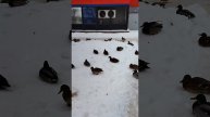 Валдай. Уточки у Пятерочки.